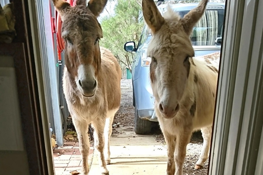 Donkeys Patty (white) and Miffy (grey) are 13 years old. They are 2 inches too tall to be classed as miniature and prefer children to adults